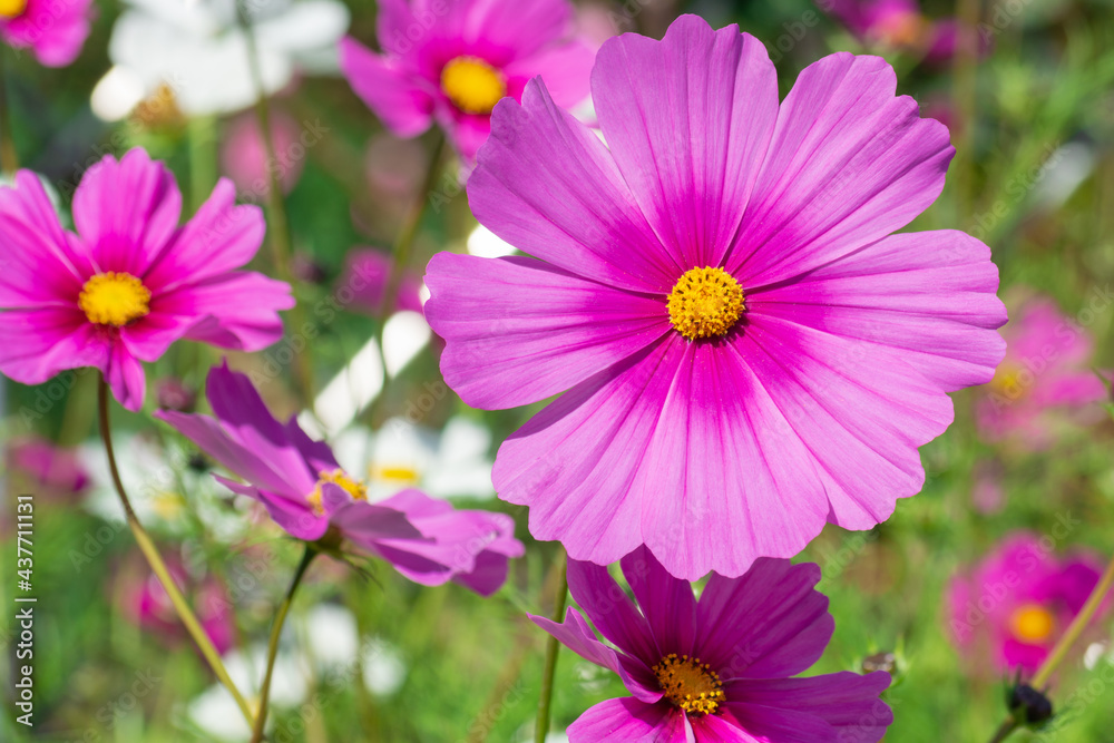Fototapeta premium コスモス