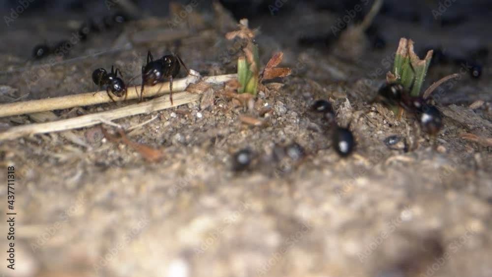 Animal Insects Ants on Soil