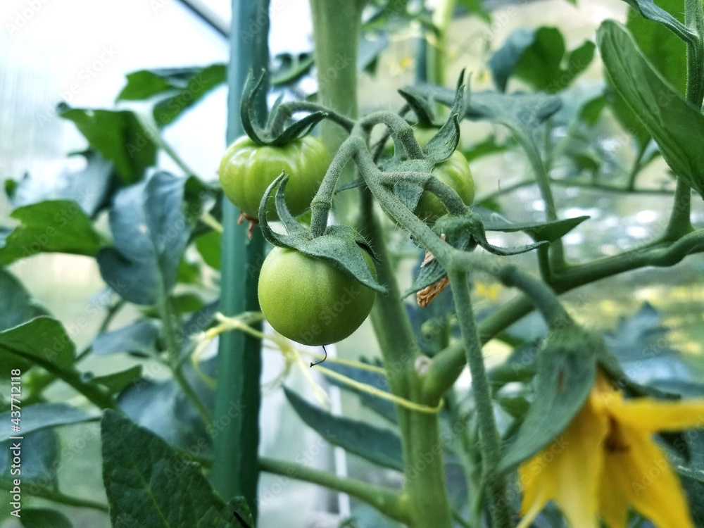 Organic green tomatoes hanging off a plant in a greenhouse garden Organic green tomatoes hanging off a plant in a greenhouse garden