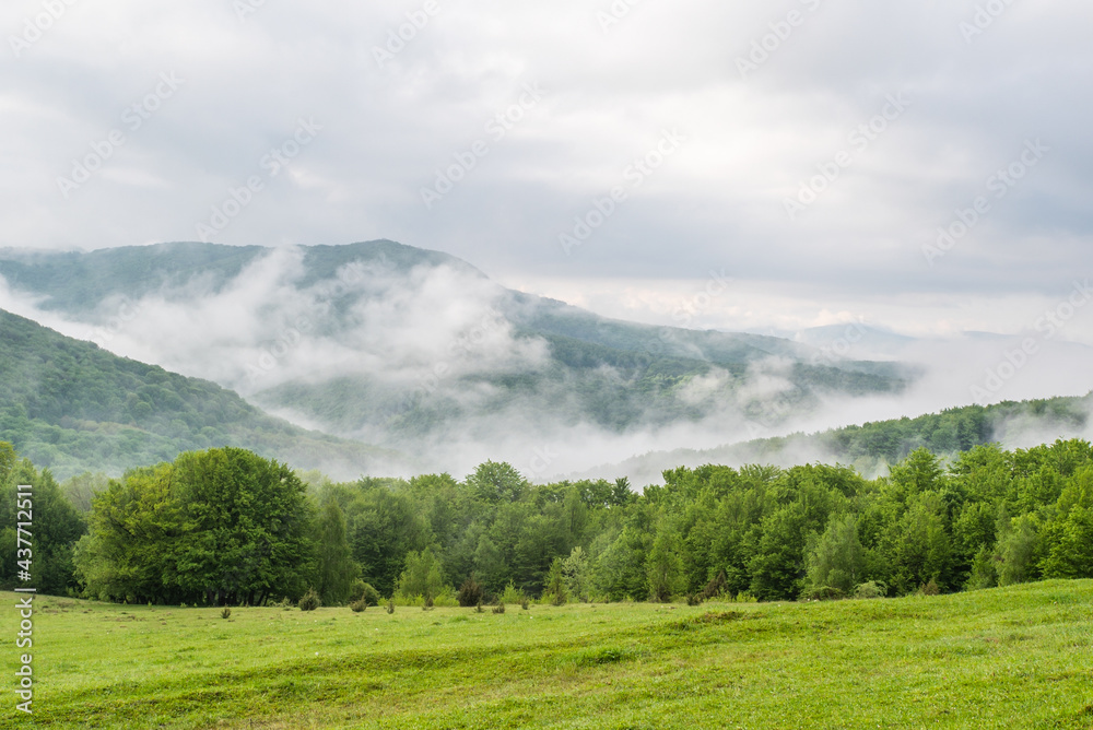 meadow covered with grass on a background of morning fog in the mountains. Nature landscape.