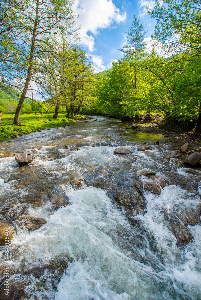 stormy river near the forest in the mountains. pure nature.