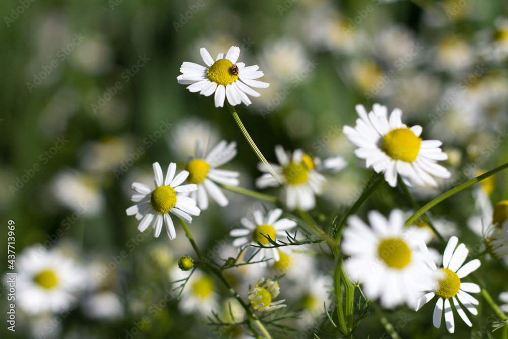 field of daisies field of daisies