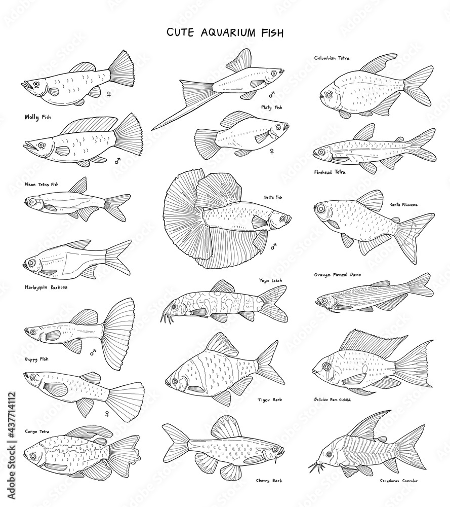 hand drawn vector set of cute aquarium fish. hand drawn vector set of cute aquarium fish.