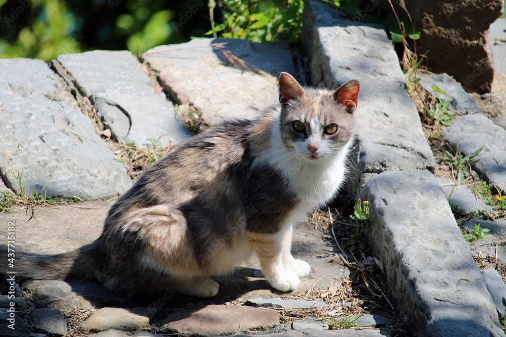 Gatto pezzato grigio e bianco seduto su gradino di pietra Gatto pezzato grigio e bianco seduto su gradino di pietra