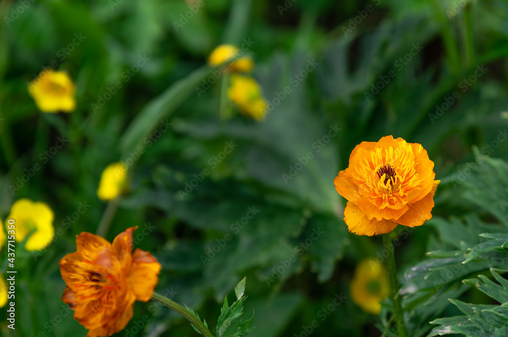 blooming bright orange meadow flowers