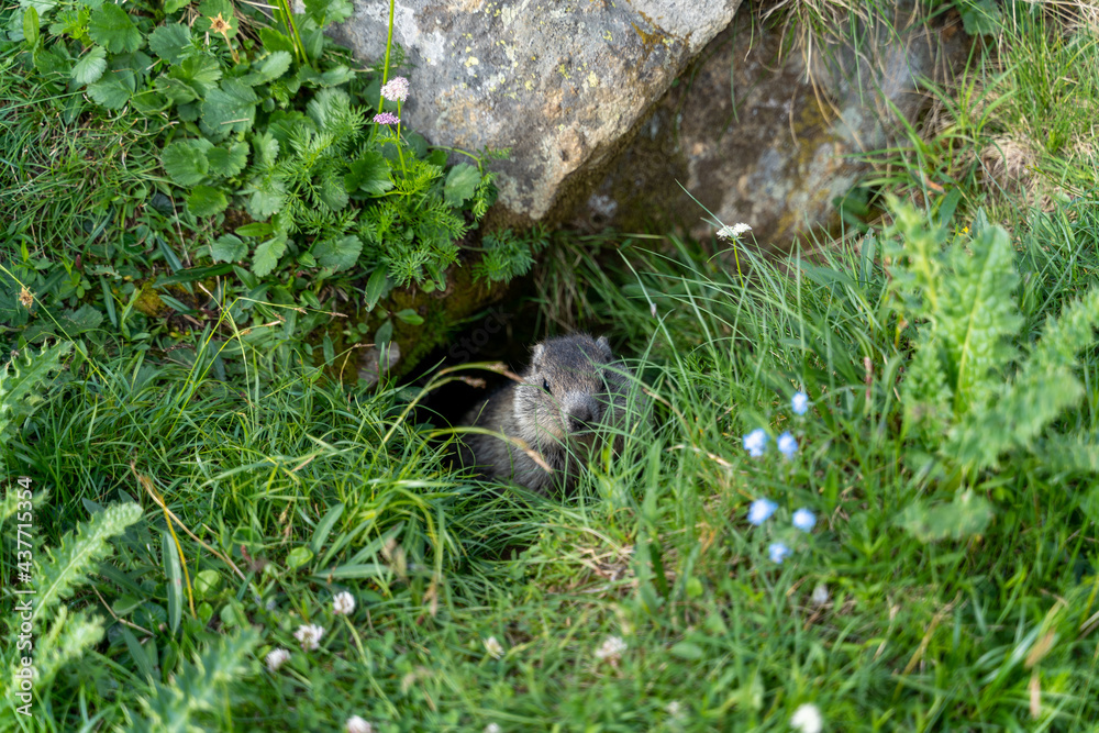 Naklejka premium closeup of a baby marmot in the swiss alps