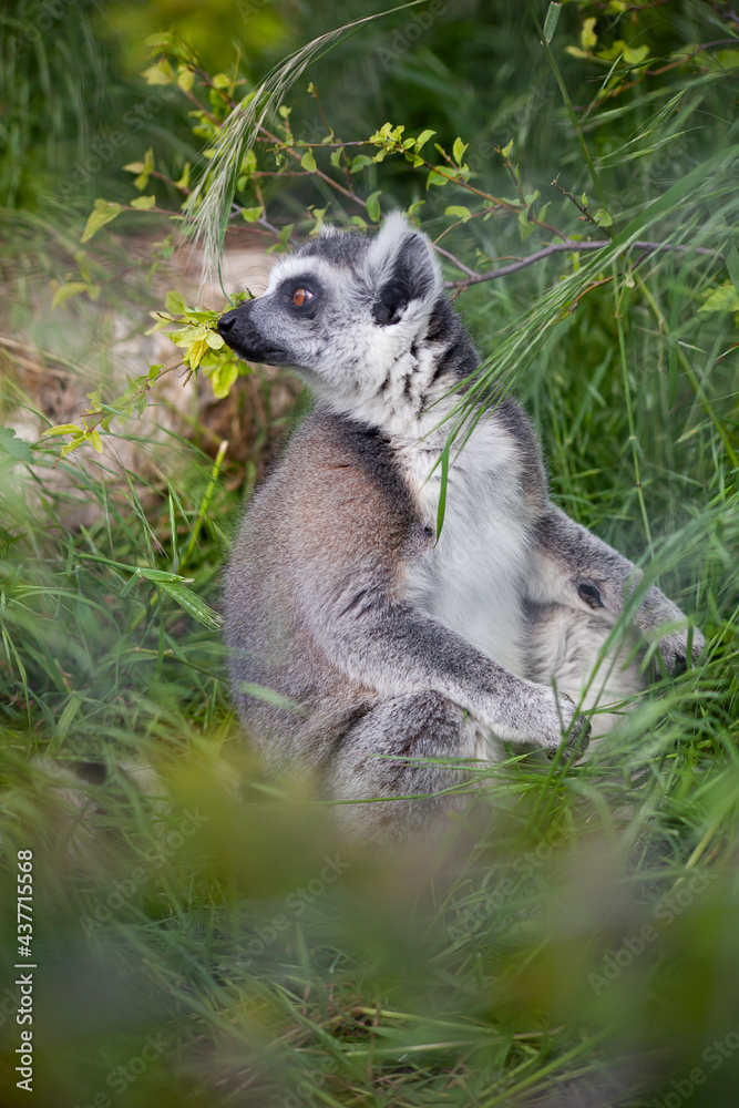 Obraz premium Ring-tailed lemur sitting on the grass