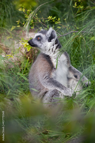 Ring-tailed lemur sitting on the grass © Шевчук Яна