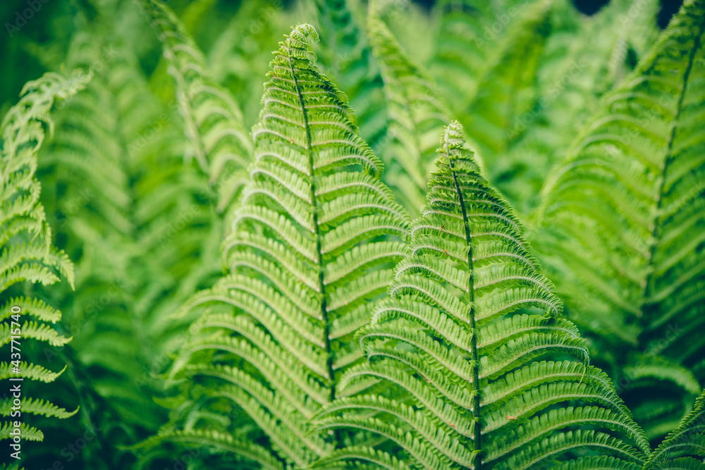 The green leaves of  fern in the forest. Background with natural ferns.