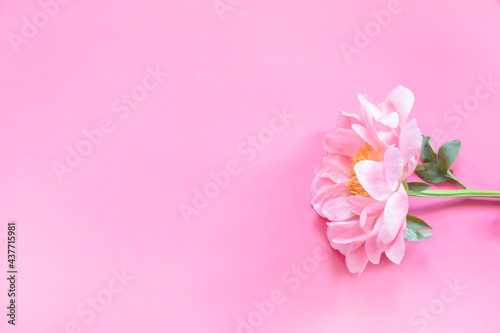 Fototapeta Naklejka Na Ścianę i Meble -  Flor de peonía con fondo rosa