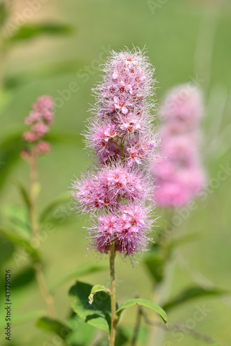 buddleia de David