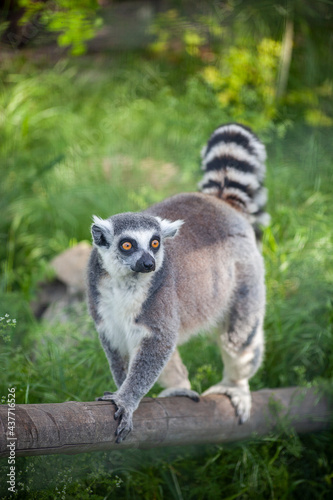 Ring-tailed lemur sitting on the grass