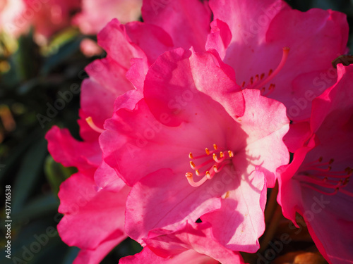 Rhododendronblüte
