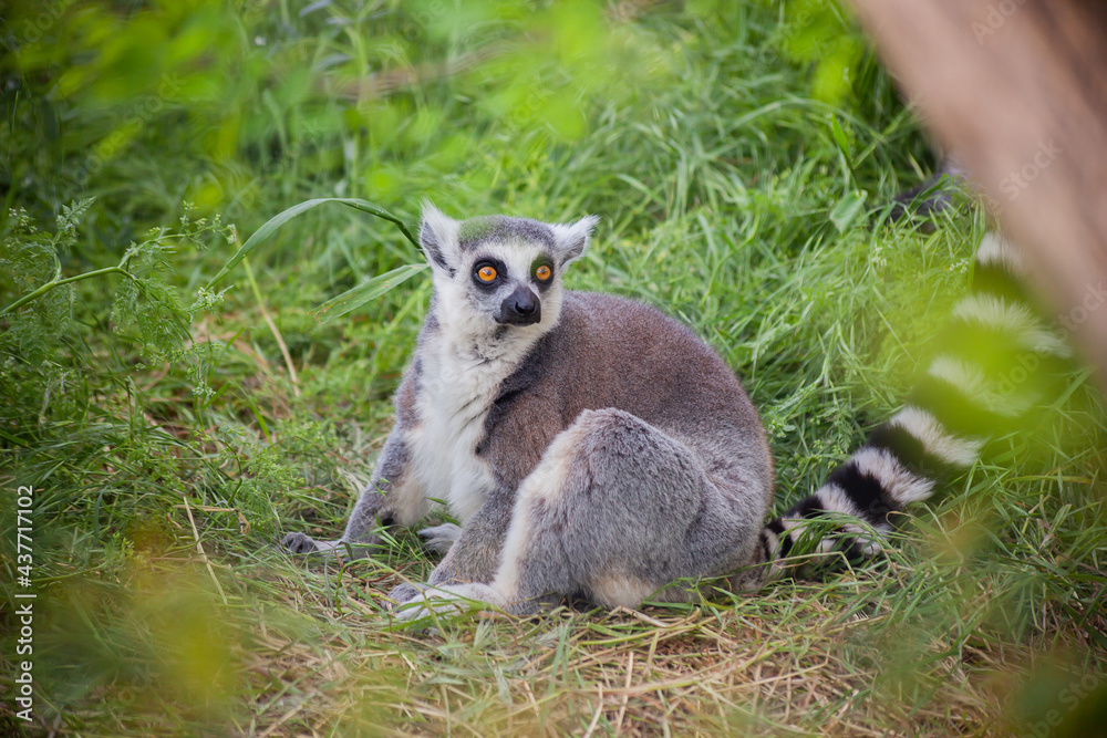 Fototapeta premium Ring-tailed lemur sitting on the grass