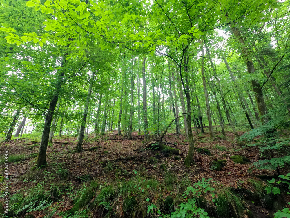 Super wide angle shots with action cam of forest and meadow in spring in daylight Super wide angle shots with action cam of forest and meadow in spring in daylight