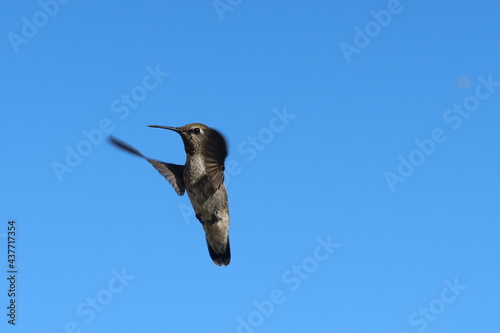 Hummingbird in Flight showing wing Positions and a Blue Sky Background