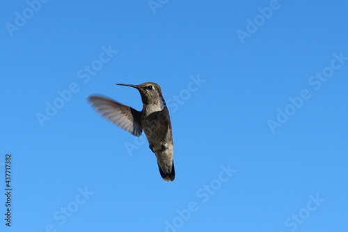 Hummingbird in Flight showing wing Positions and a Blue Sky Background