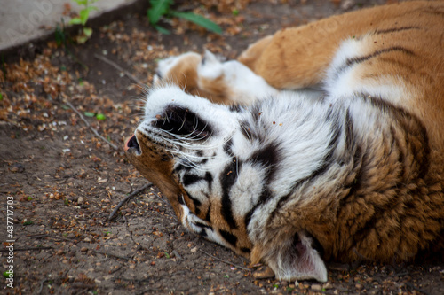 Close-up portrait of the Amur tiger