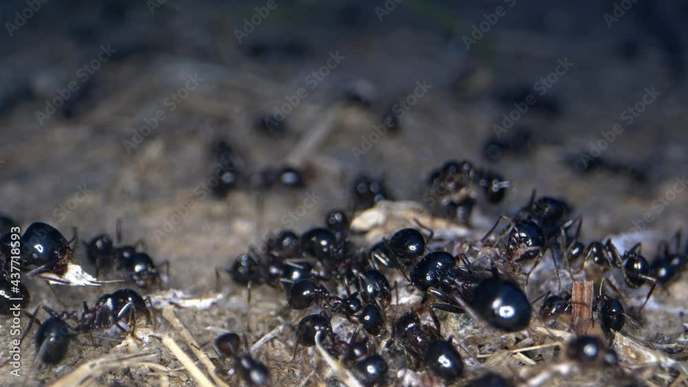 Animal Insects Ants on Soil