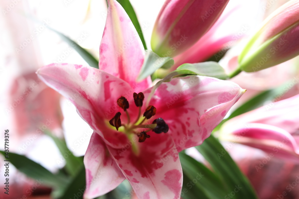 large blooming homemade pink lilies bloom and smell large blooming homemade pink lilies bloom and smell