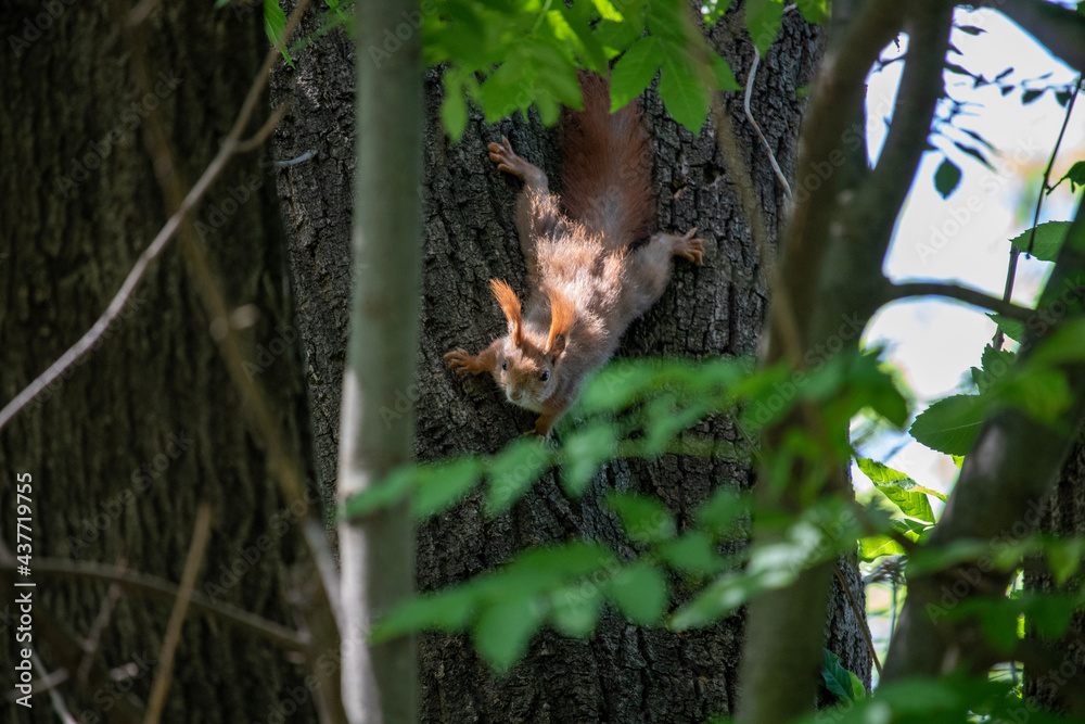 squirrel in the tree
