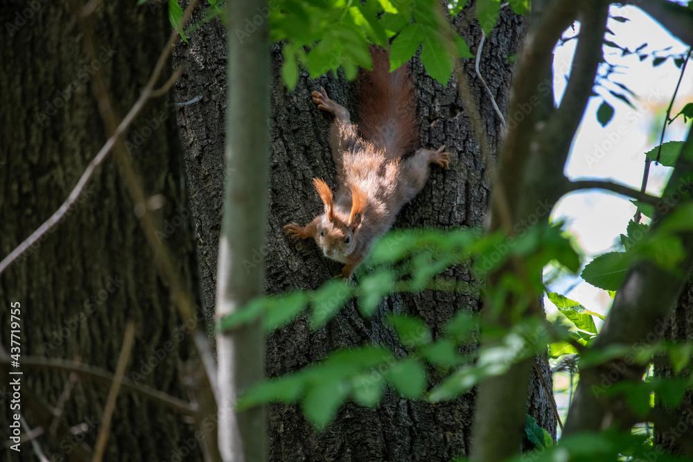 squirrel in the tree squirrel in the tree