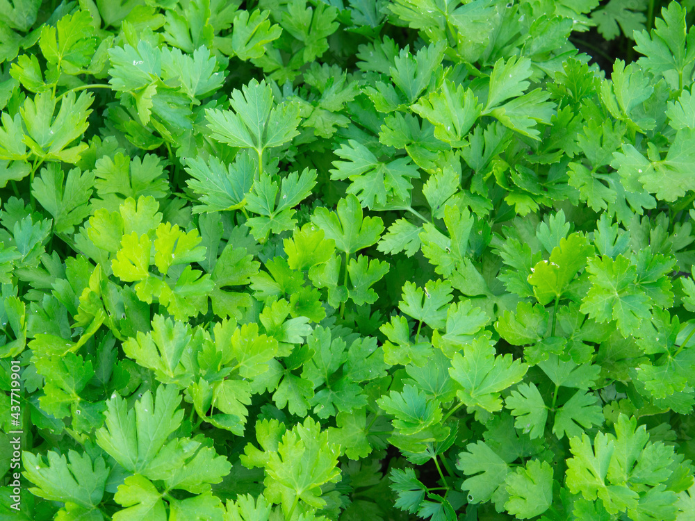 Green background of parsley leaves close - up view from above. Parsley grows in the garden. The spice herb is grown outdoors in the garden. Food background Green background of parsley leaves close - up view from above. Parsley grows in the garden. The spice herb is grown outdoors in the garden. Food background