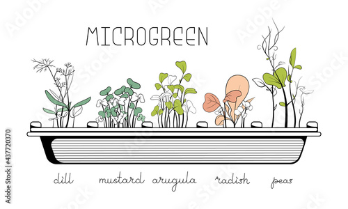 Microgreen sketch vector illustration. Green for home gardening. Mustard, arugula, dill, radish, peas sprouts for salad. Reuse and rot concept. Growth seed in eggs container. Zero waste lifestyle.