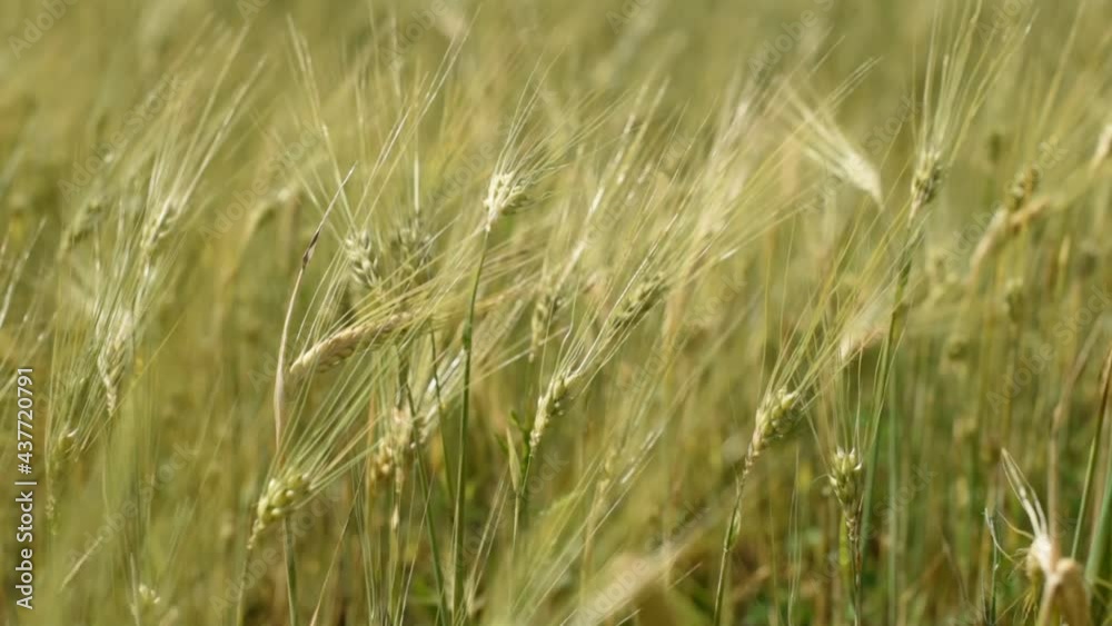 Spikelets of barley with grain shakes wind. Grain harvest ripens in summer. Spikelets of barley with grain shakes wind. Grain harvest ripens in summer.