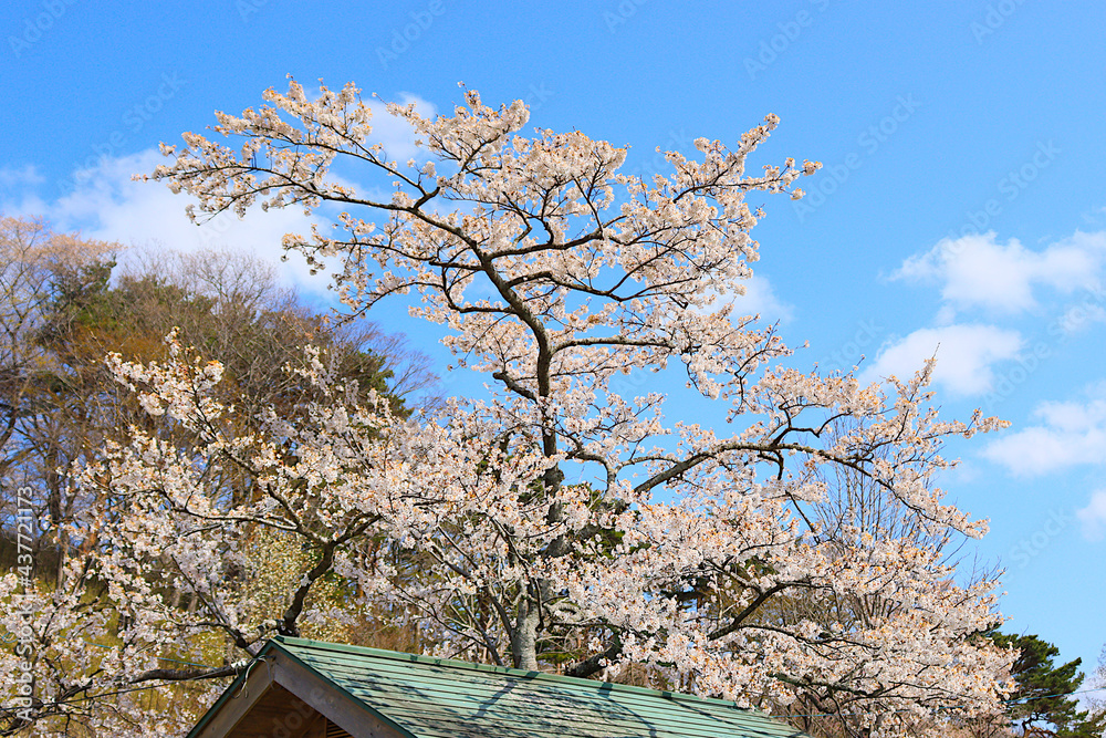 緑色の屋根と満開の桜と青空 緑色の屋根と満開の桜と青空