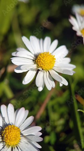 Fototapeta Naklejka Na Ścianę i Meble -  White spring daisy garden macro