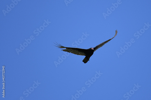 Turkey Vulture soaring under a clear blue sky