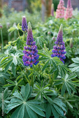 Purple flowering garden lupins (Lupinus polyphyllus) photo