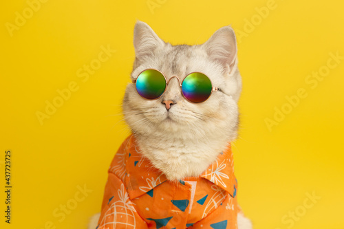 White british cat are wear sunglass and shirt in concept summer on the yellow background. photo