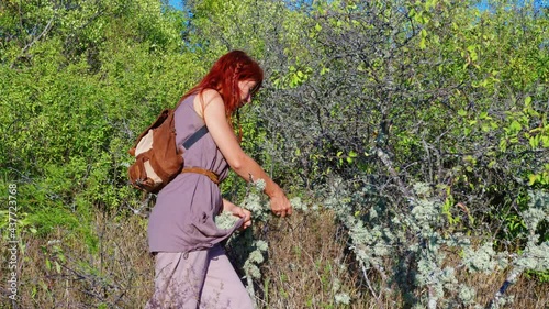 Young woman collects herbs for incense in a mountain forest. Girl picks dry lichen, oakmoss (Evernia prunastri) photo