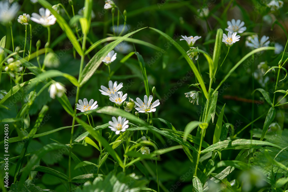 Beautiful white flowers of anemones in spring in a forest close-up in sunlight in nature. Spring forest landscape with flowering primroses.