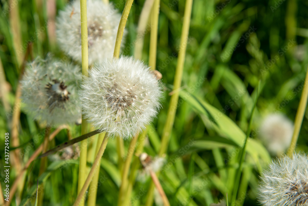 Organic dandelion close-up devil feather Organic dandelion close-up devil feather