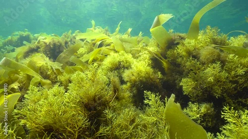 Brown algae seaweeds underwater in the ocean, Cystoseira baccata and kelp Saccorhiza polyschides, Atlantic, Spain, Galicia
