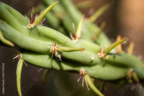 close up of a cactus