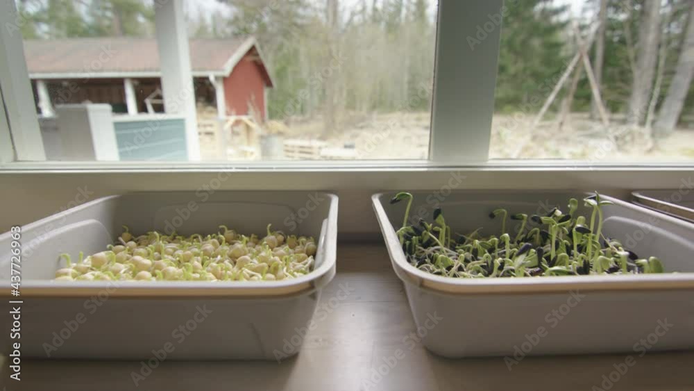 Germinating microgreens in containers, kale, sunflower, peas, tracking right