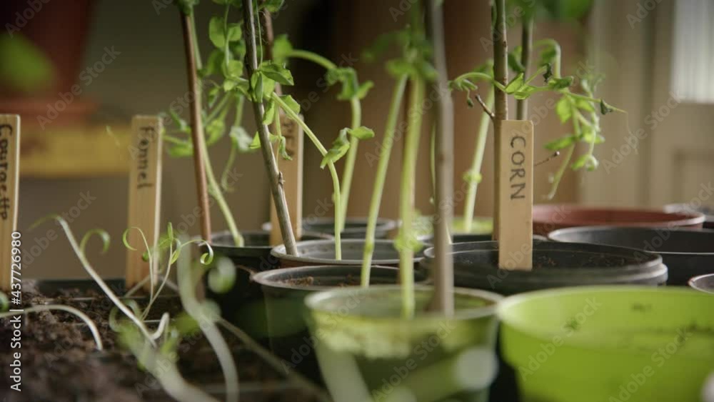 Growing vegetables at home during lockdown, micro greens, tracking right