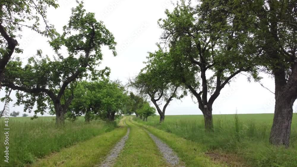 Drohnenaufnahme, Apfelbäume entlang eines Feldweges Drohnenaufnahme, Apfelbäume entlang eines Feldweges
