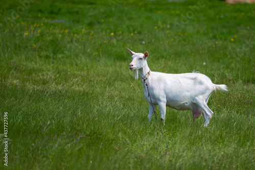 beautiful white goat connected to the chain on a sunny summer day grazing in a green dandelion meadow.