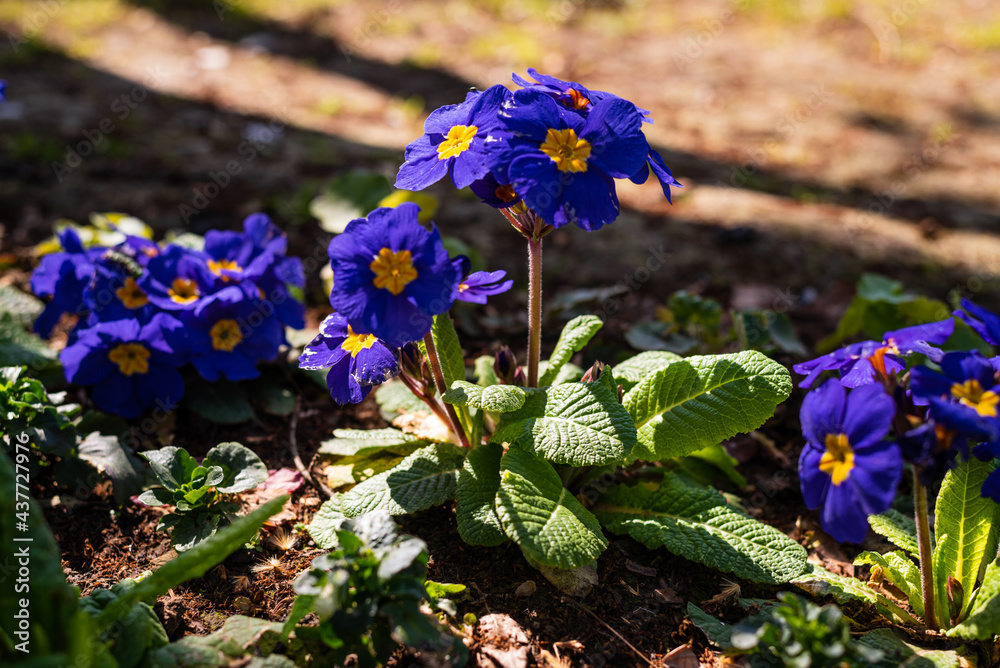 Printemps au Parc de Bercy