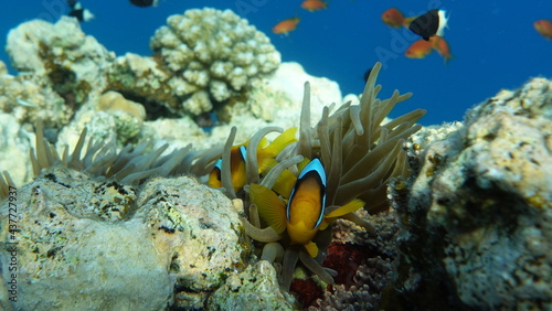 Clown fish amphiprion (Amphiprioninae). Red sea clown fish.