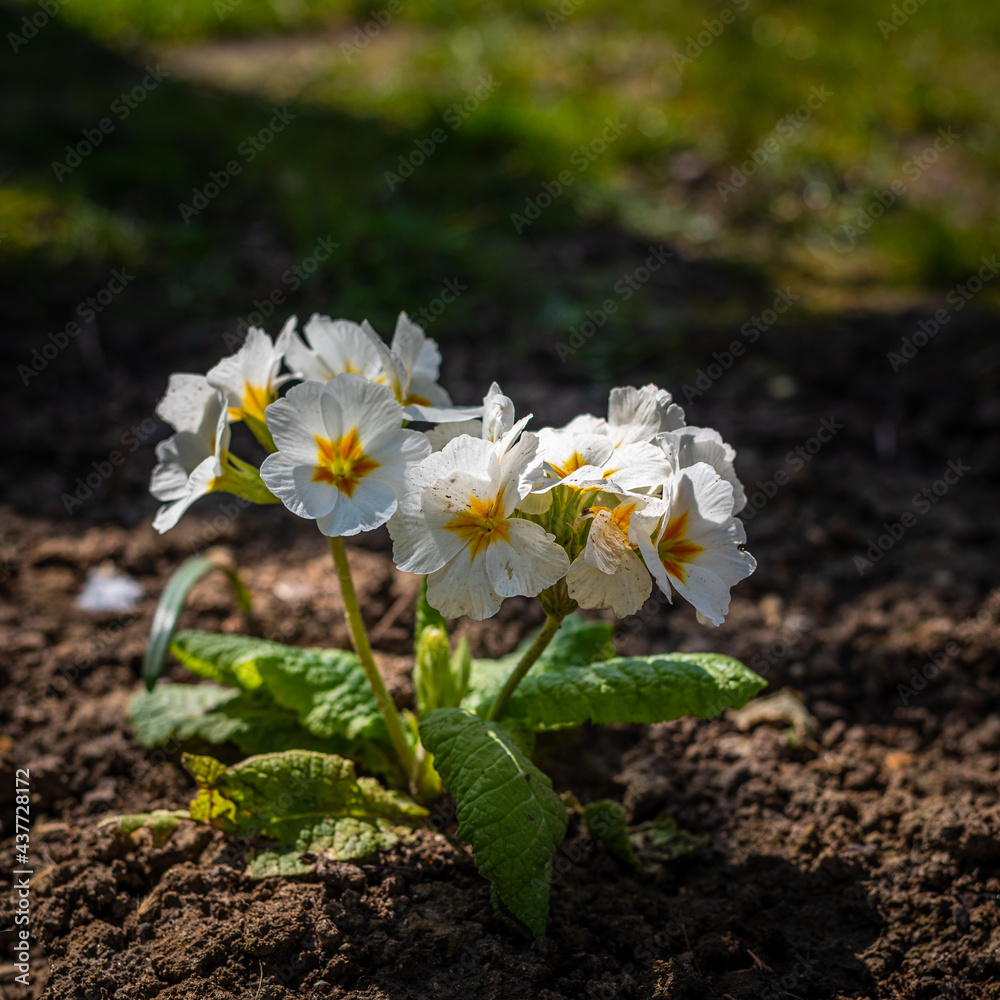 Printemps au Parc de Bercy