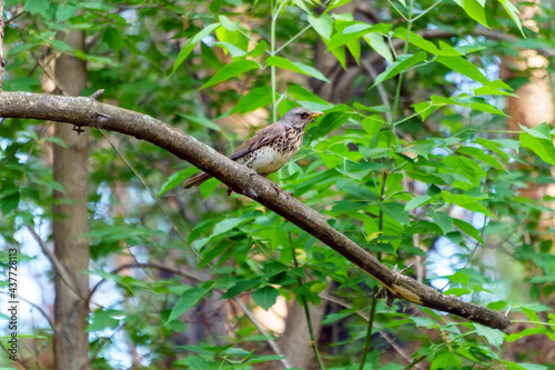 Fieldbird Turdus pilaris sits on a tree branch. Close-up. Bird thrush family Turdidae