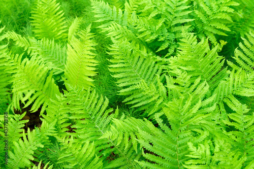 background of fern plants. Summer background, texture, selective focus