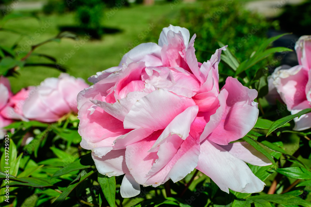 Bush with one large delicate pink peony flowers in direct sunlight, in a Scotish garden in a sunny spring day, beautiful outdoor floral background photographed with selective focus.