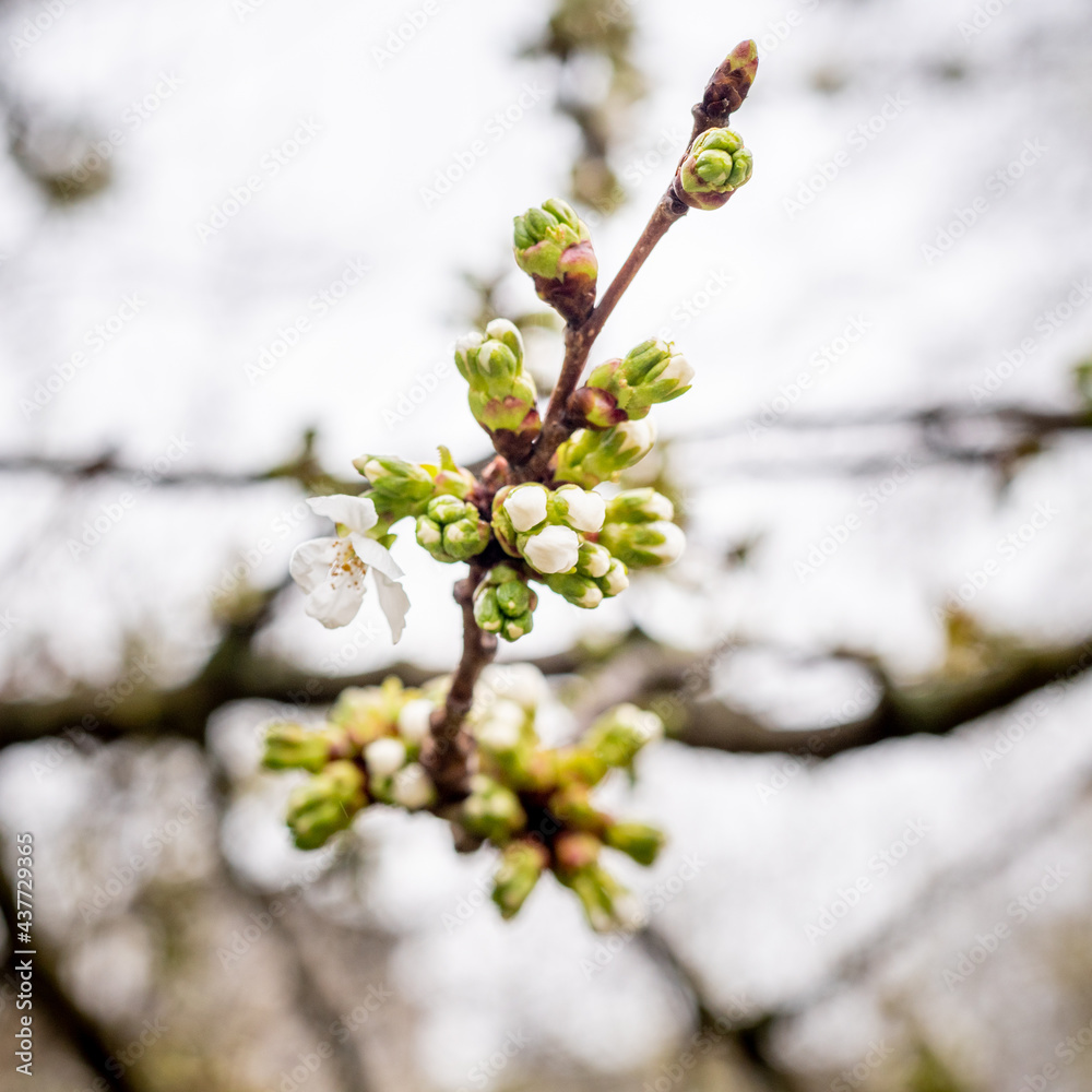 Printemps au Parc de Bercy